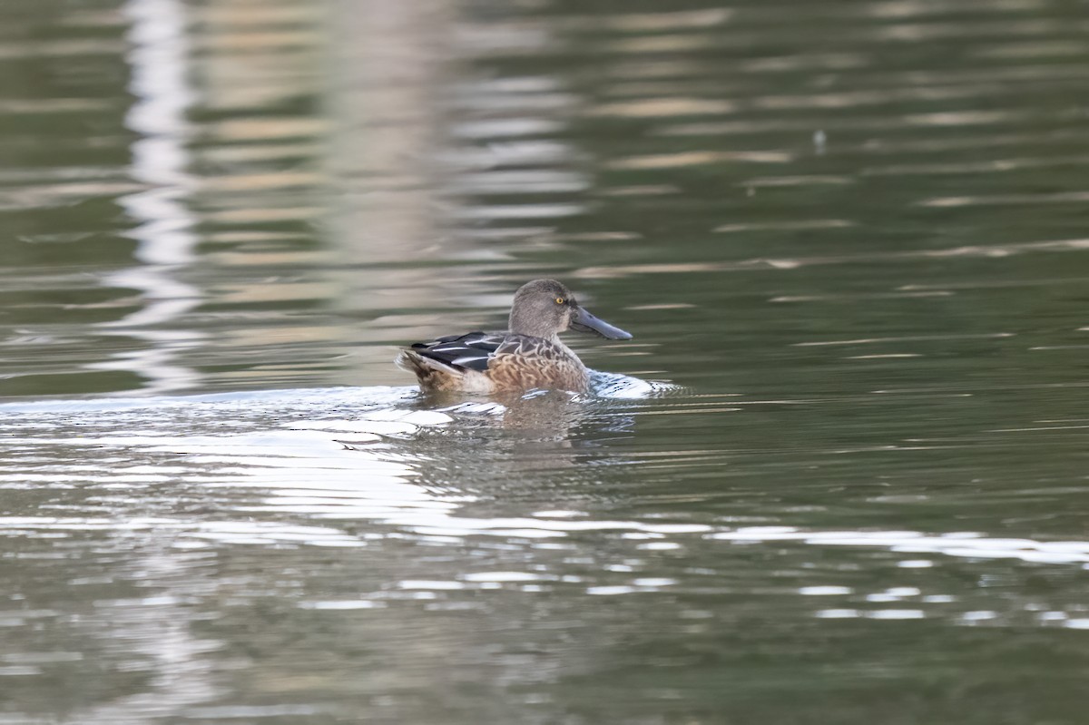 Northern Shoveler - ML645185752