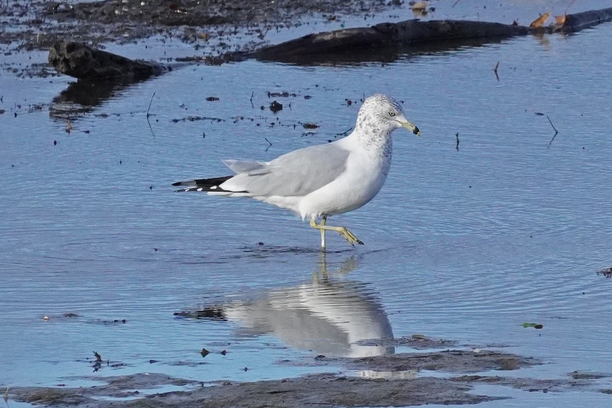 Ring-billed Gull - ML645185754