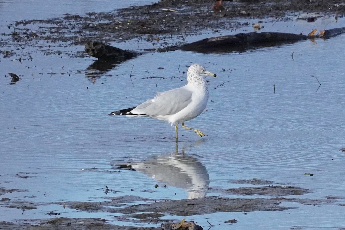 Ring-billed Gull - ML645185755