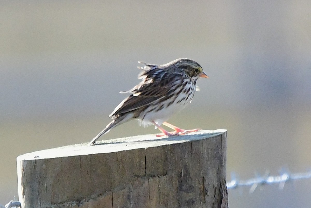 Пасовник савановий - ML645185757