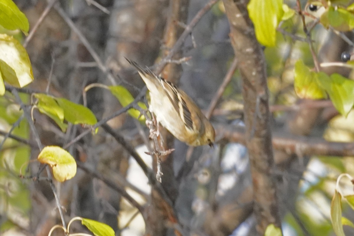 American Goldfinch - ML645185764