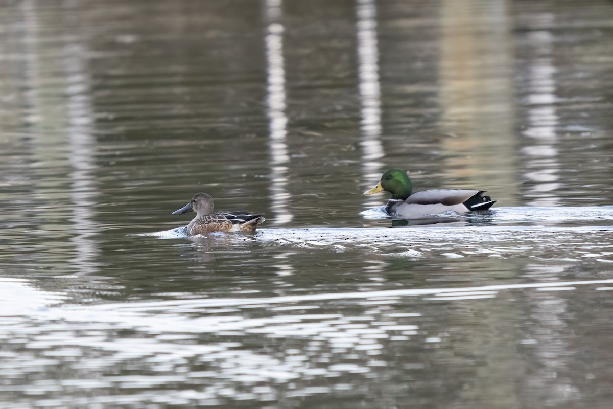Northern Shoveler - ML645185779