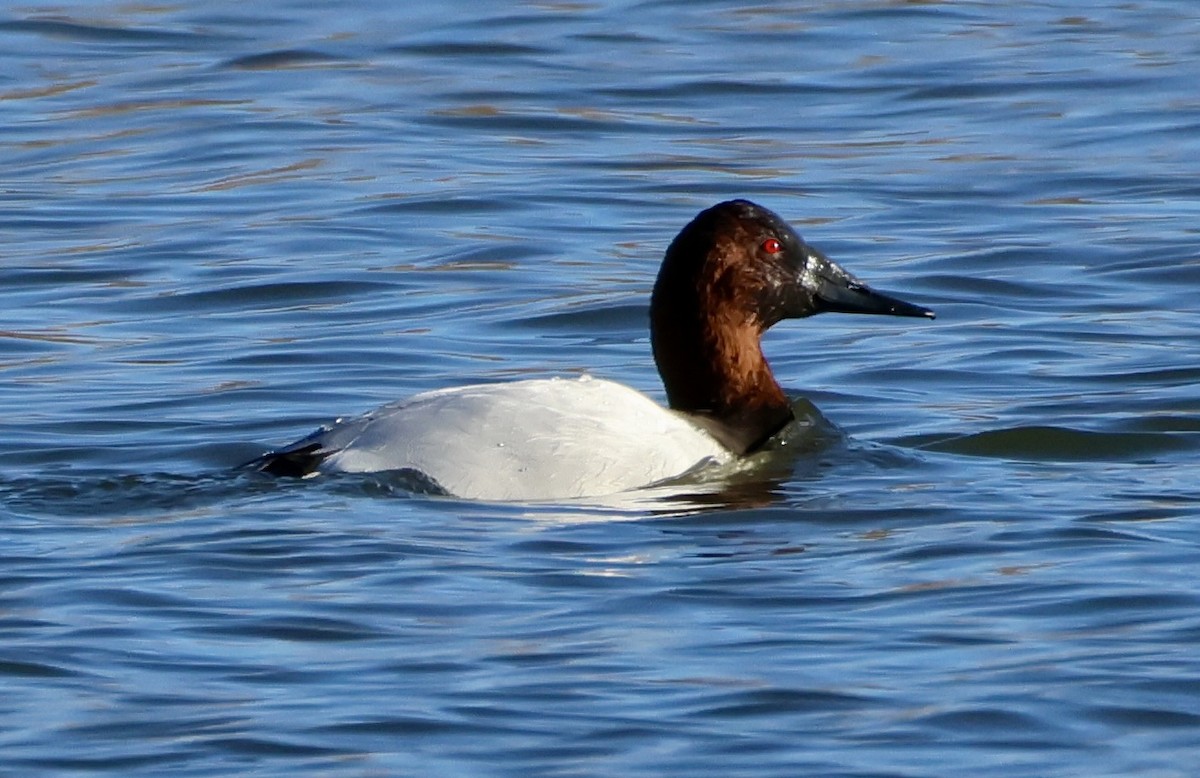 Murgilari bizkarzuria - ML645185780