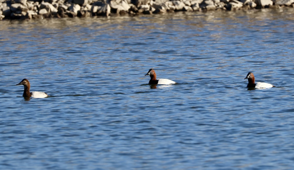 Murgilari bizkarzuria - ML645185781