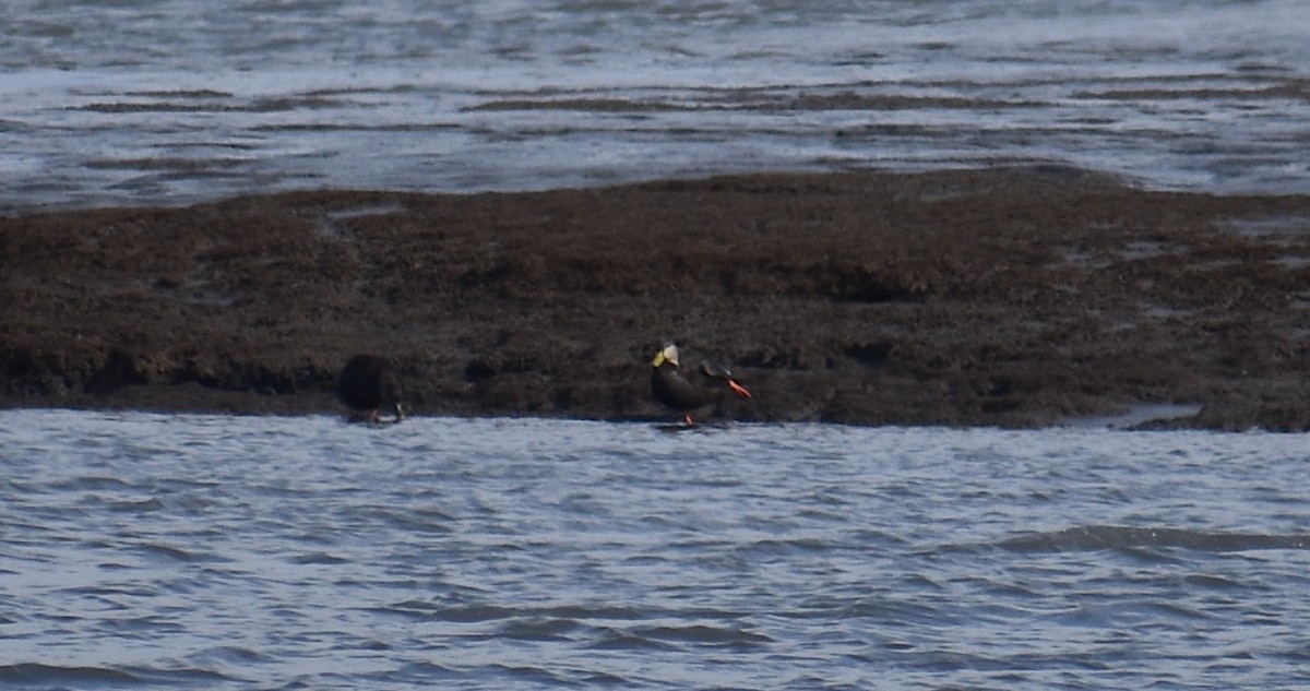American Black Duck - ML645185799