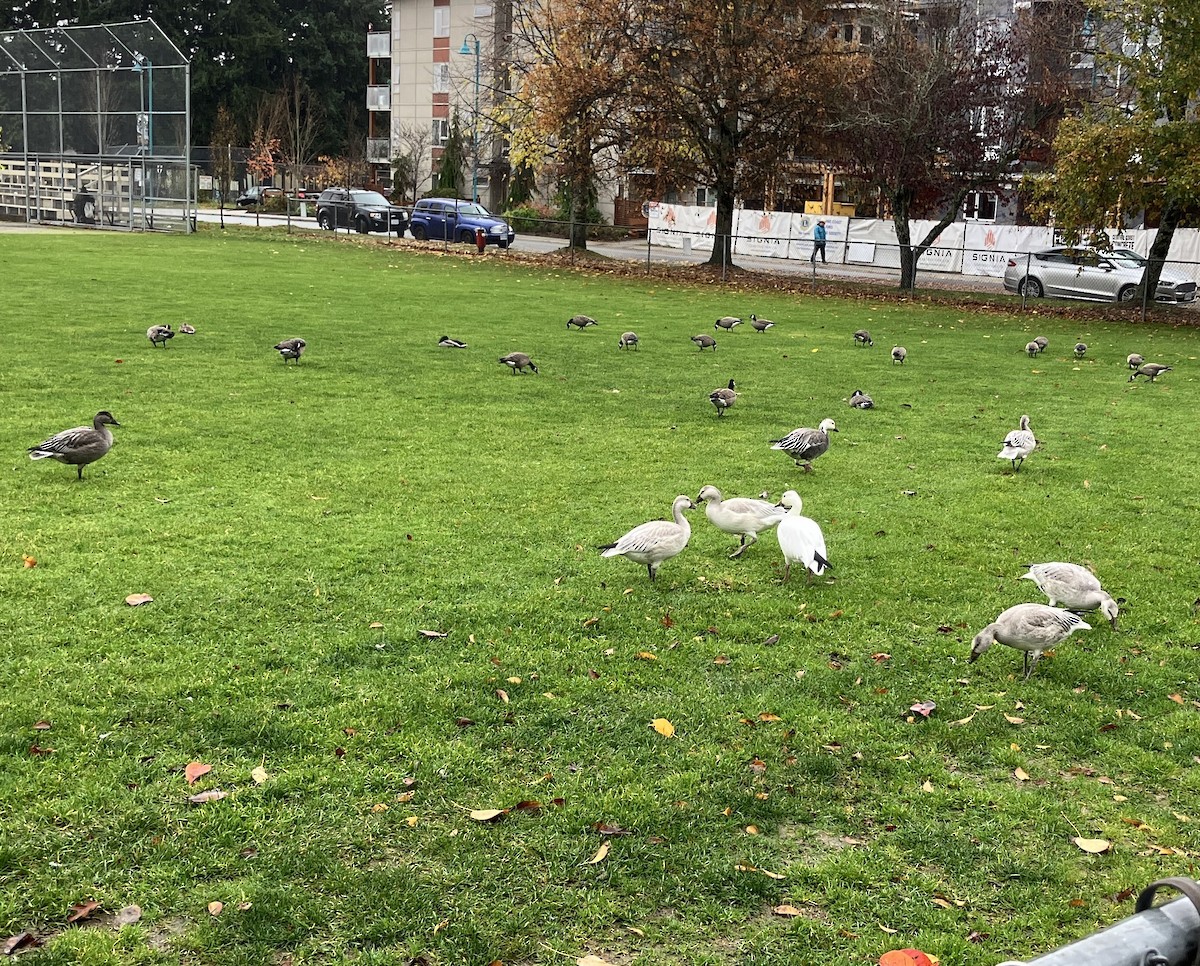 husa sněžní - ML645185808