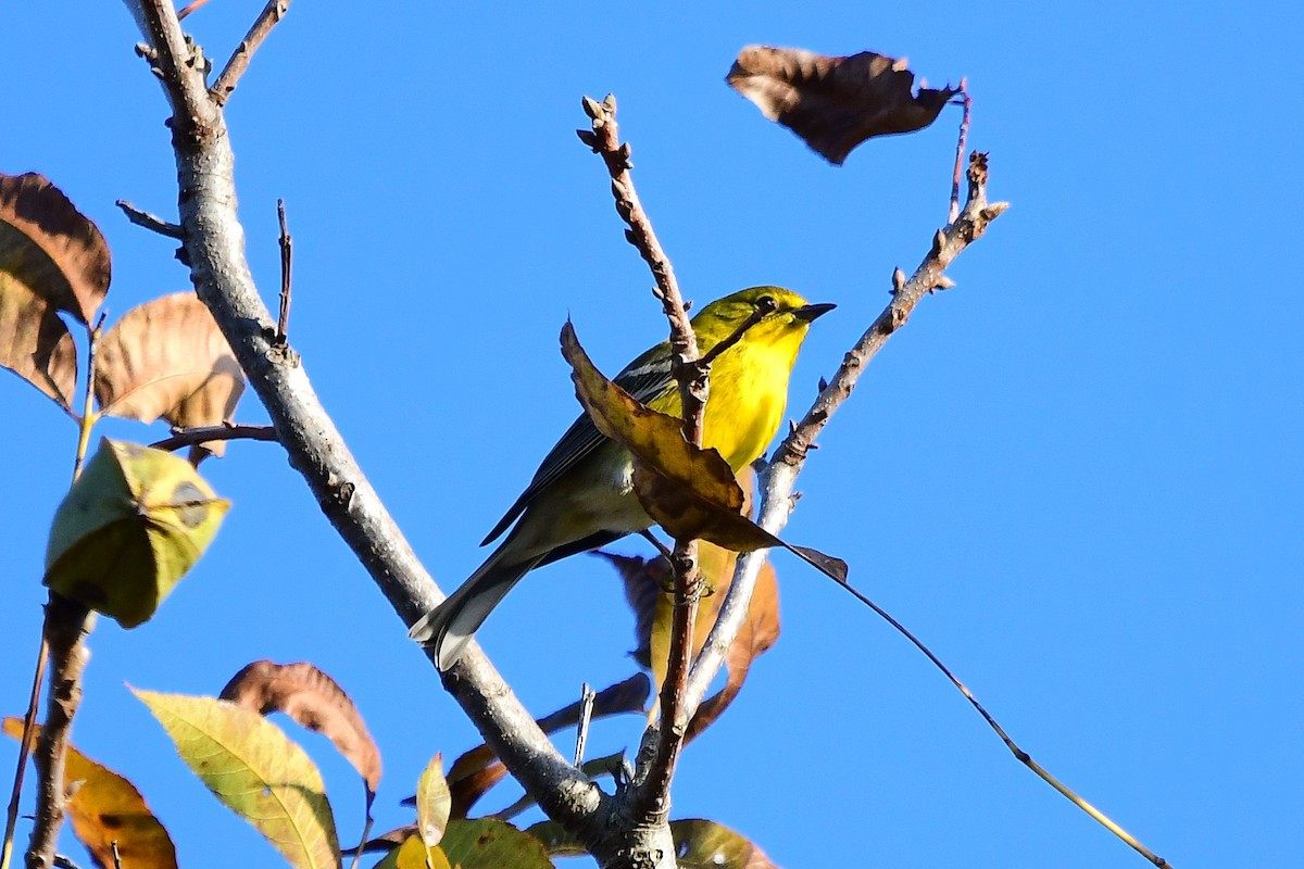 סבכון אורנים - ML645185825