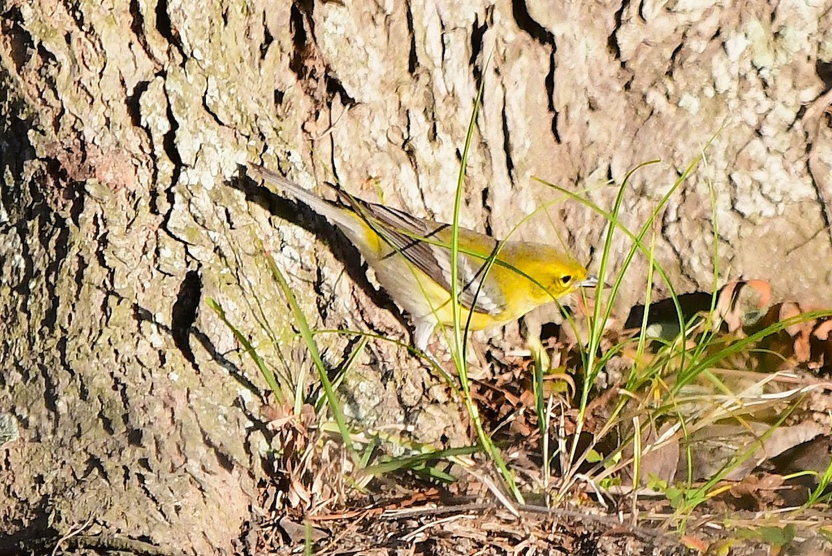 סבכון אורנים - ML645185826