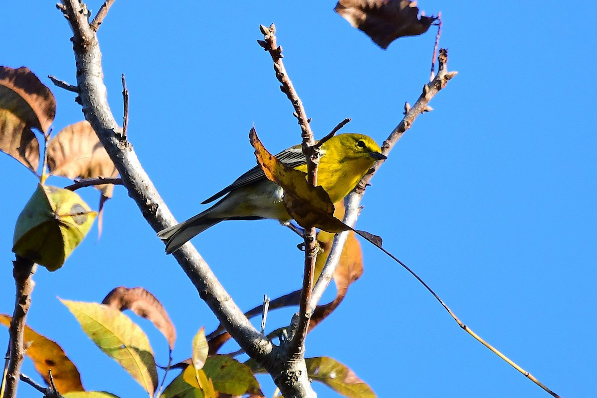 סבכון אורנים - ML645185827