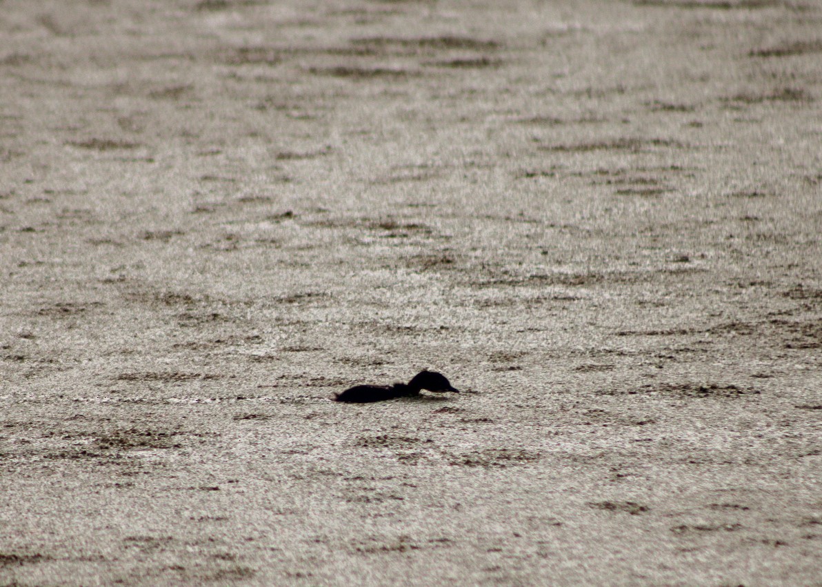 Least Grebe - ML645185835