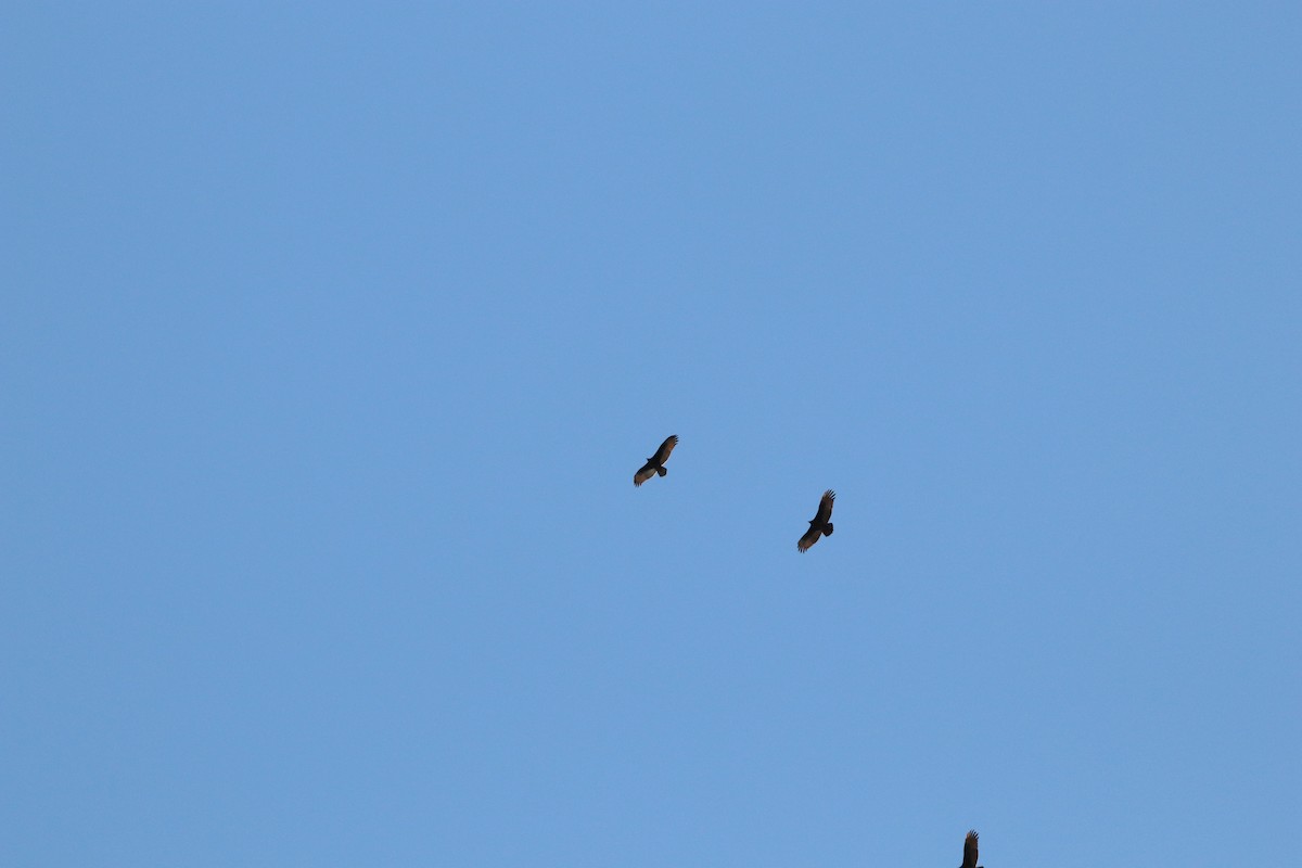 Катарта чорна - ML645185869