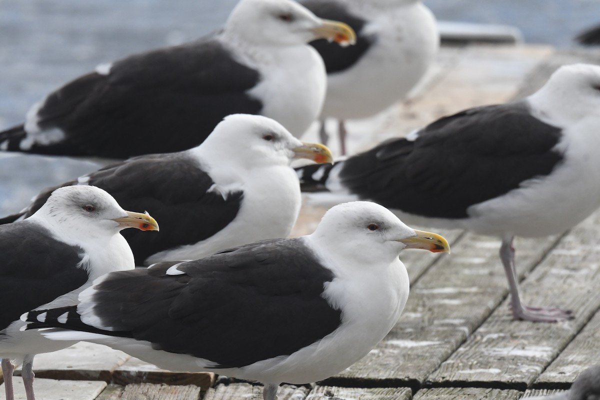 Great Black-backed Gull - ML645185872