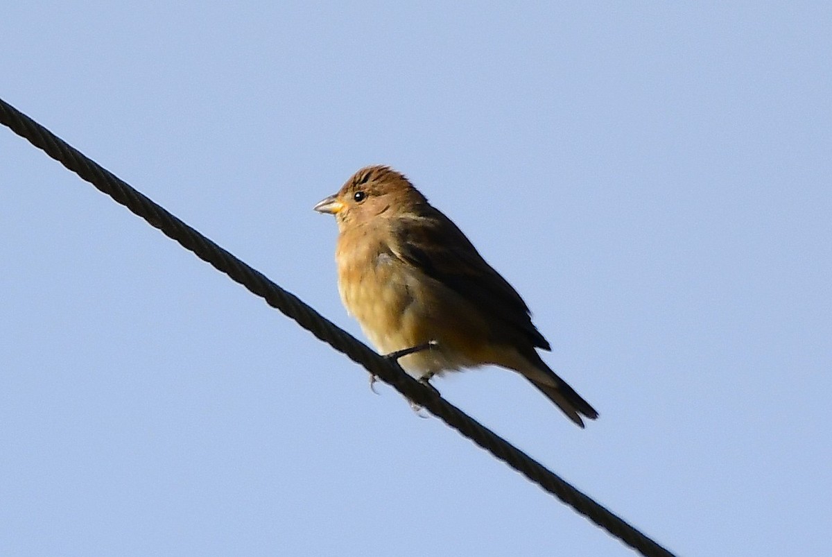 Indigo Bunting - ML645185873