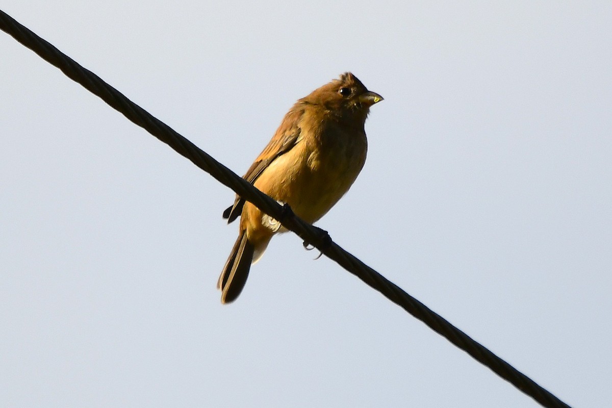 Indigo Bunting - ML645185874