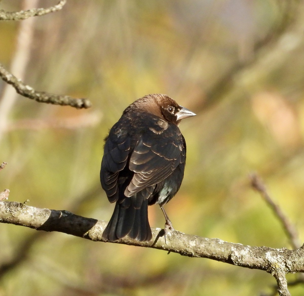 Braunkopf-Kuhstärling - ML645185875