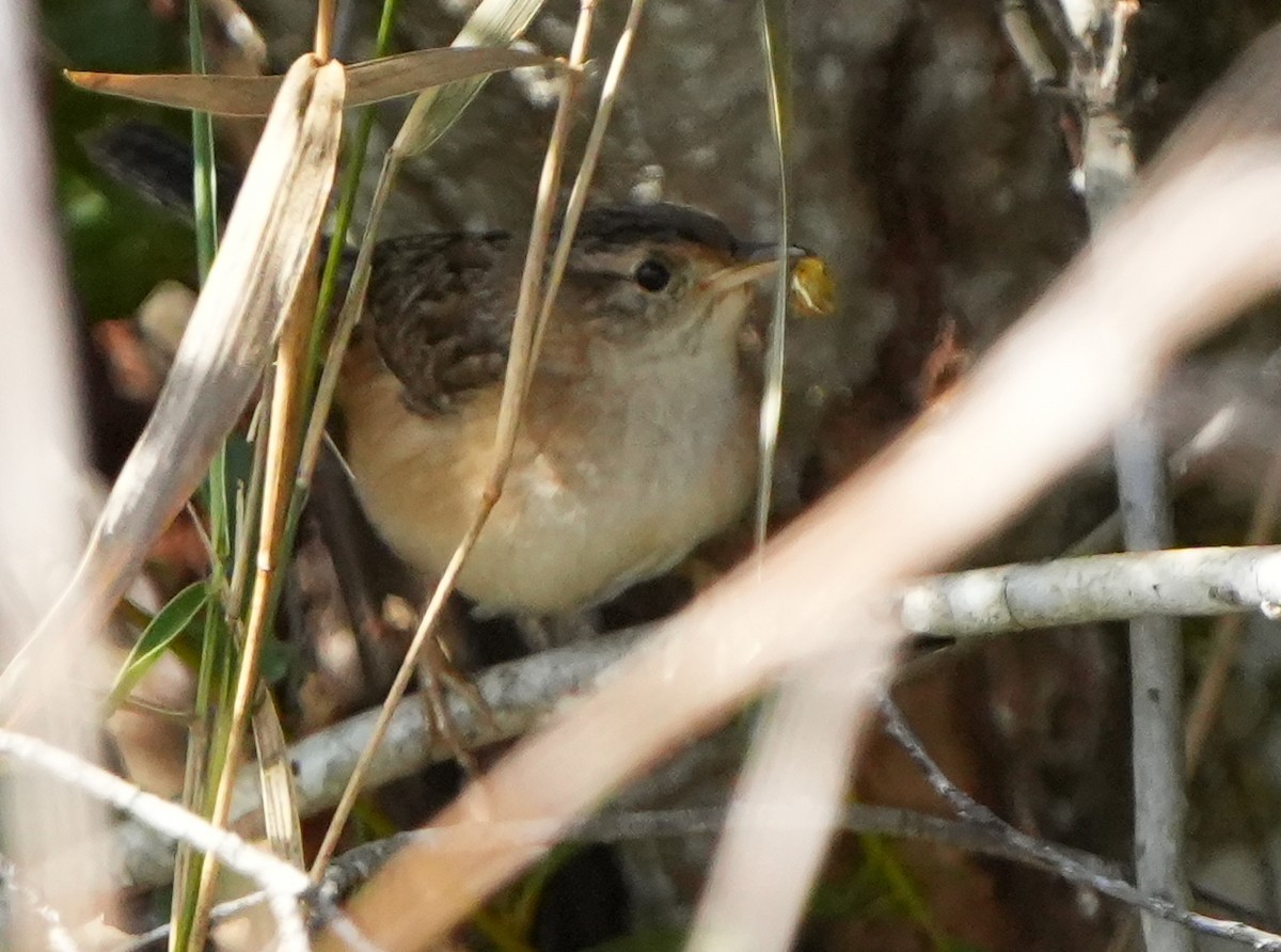 Sedge Wren - ML645185894