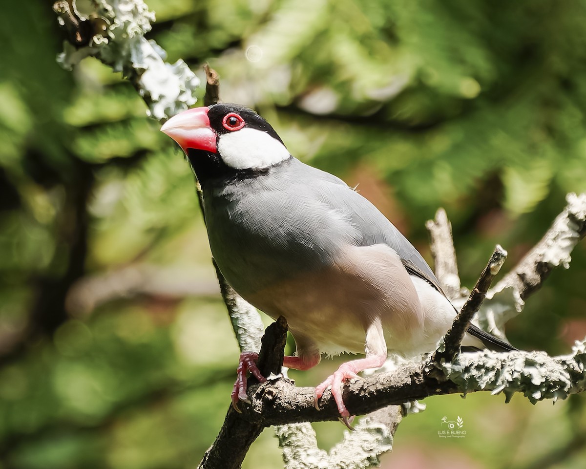 Java Sparrow - ML645185912