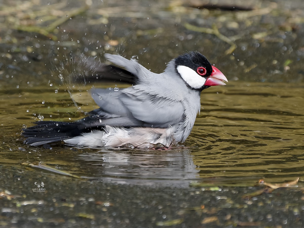 Java Sparrow - ML645185913