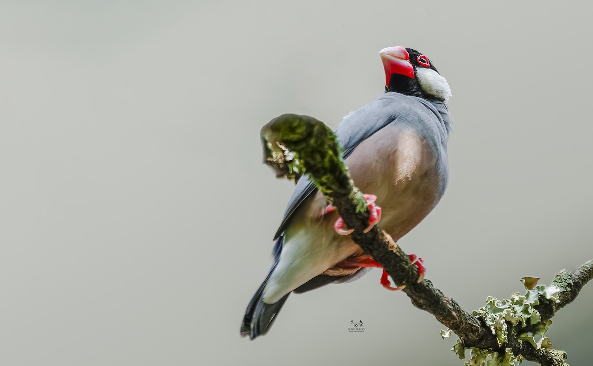Java Sparrow - ML645185914