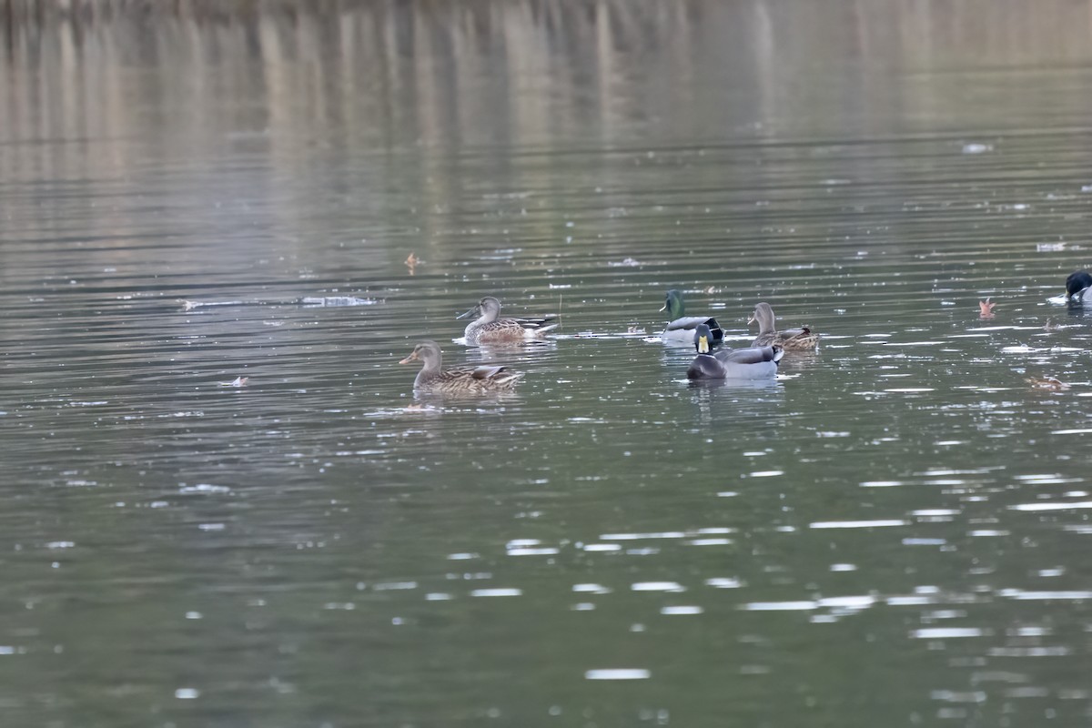 Northern Shoveler - ML645185919