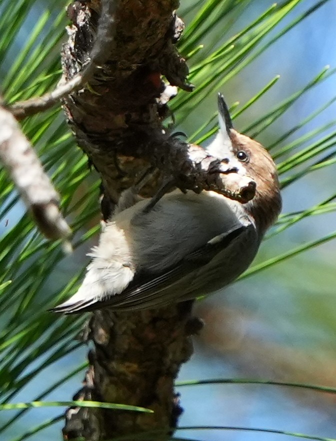 Brown-headed Nuthatch - ML645185925