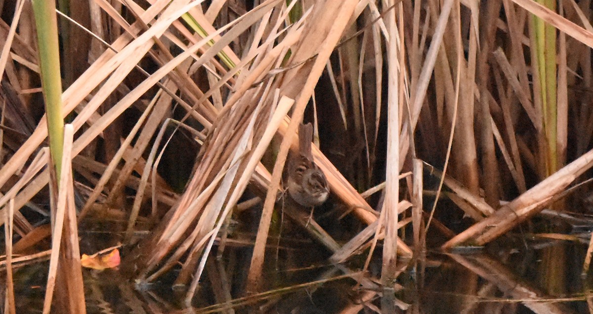 Swamp Sparrow - ML645185930