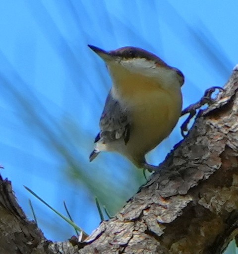 Brown-headed Nuthatch - ML645185932