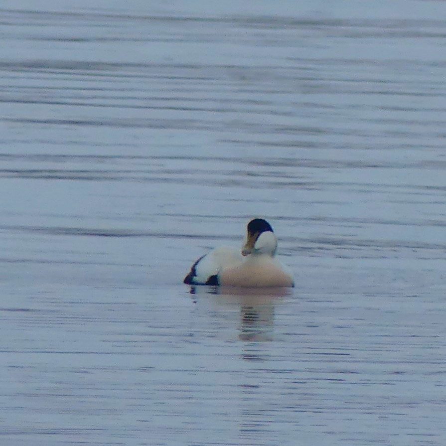 Common Eider - ML645185933