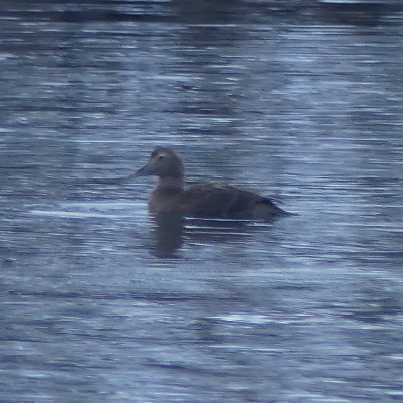 Common Eider - ML645185934