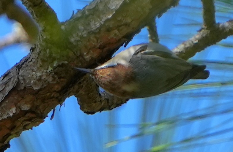 Brown-headed Nuthatch - ML645185935