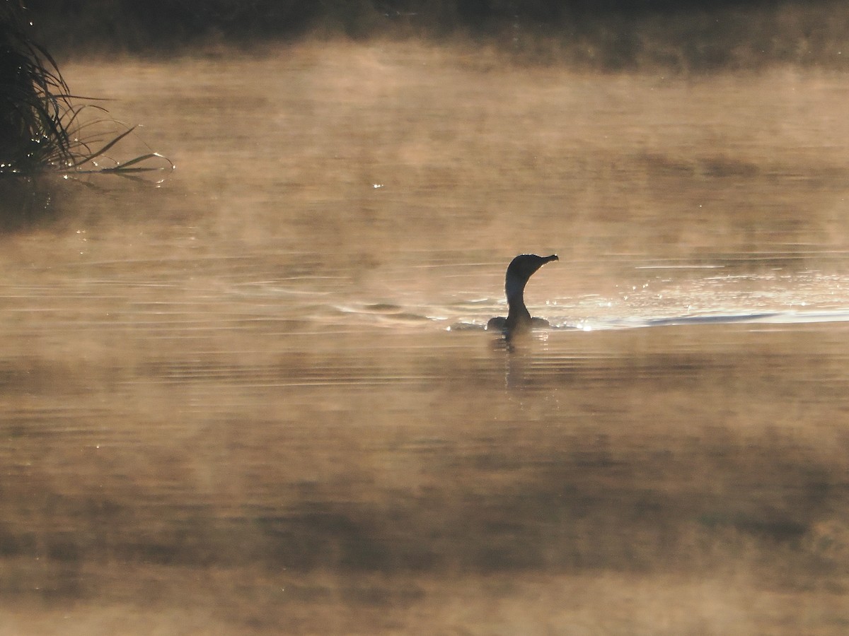 storskarv - ML645185944