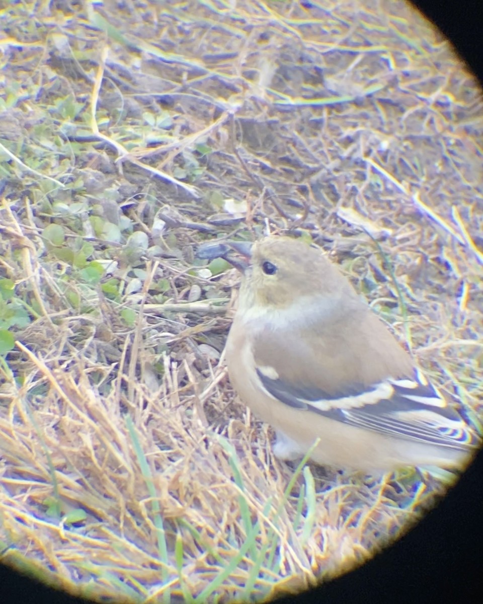 American Goldfinch - ML645185951