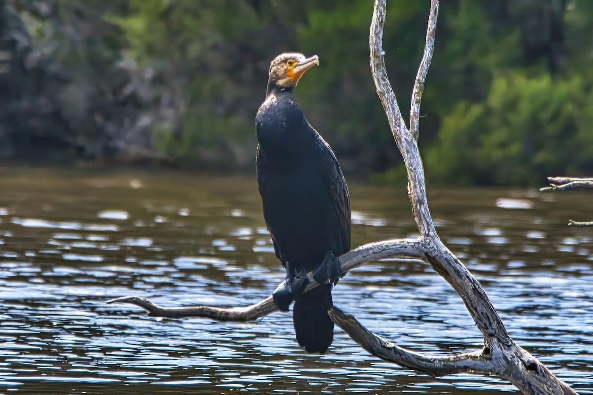 storskarv (novaehollandiae) - ML645185957