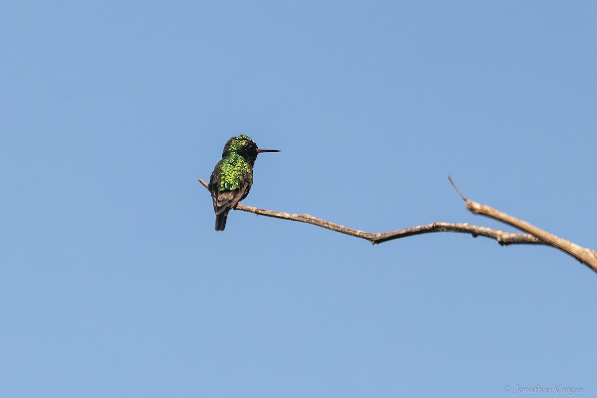 Golden-crowned Emerald - ML645185958