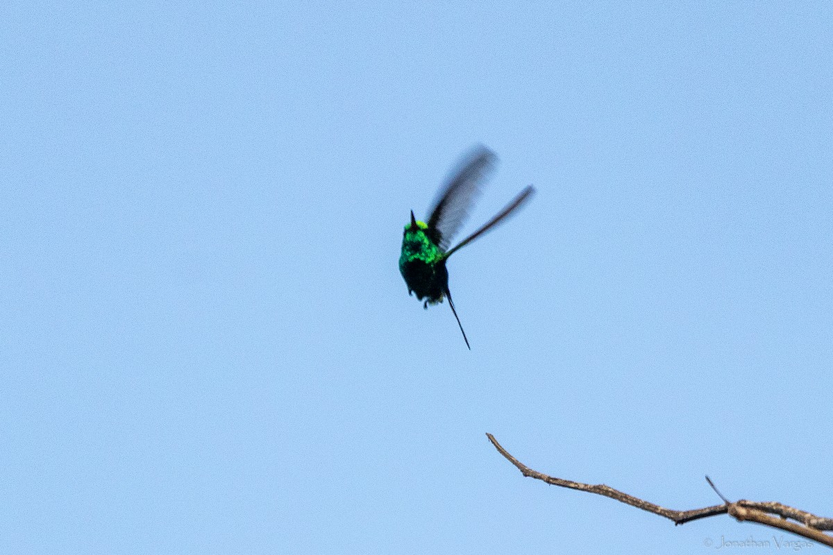 Golden-crowned Emerald - ML645185959