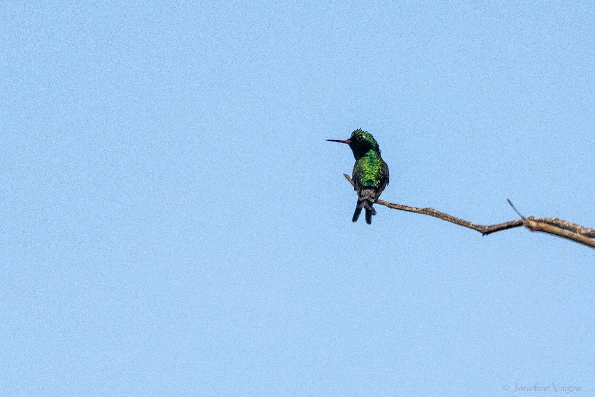 Golden-crowned Emerald - ML645185960