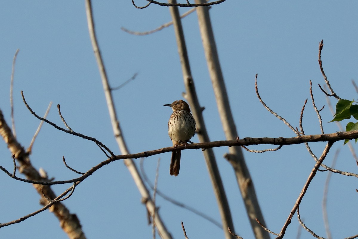 דשוש חום - ML645185963