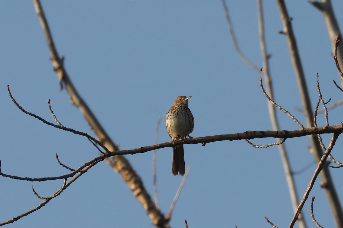 דשוש חום - ML645185964