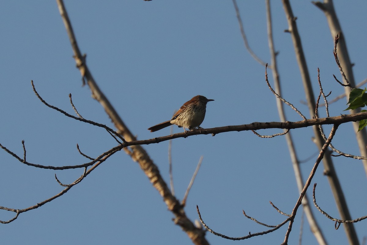 דשוש חום - ML645185965