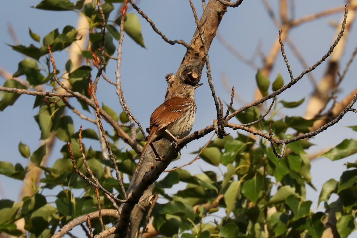 דשוש חום - ML645185966