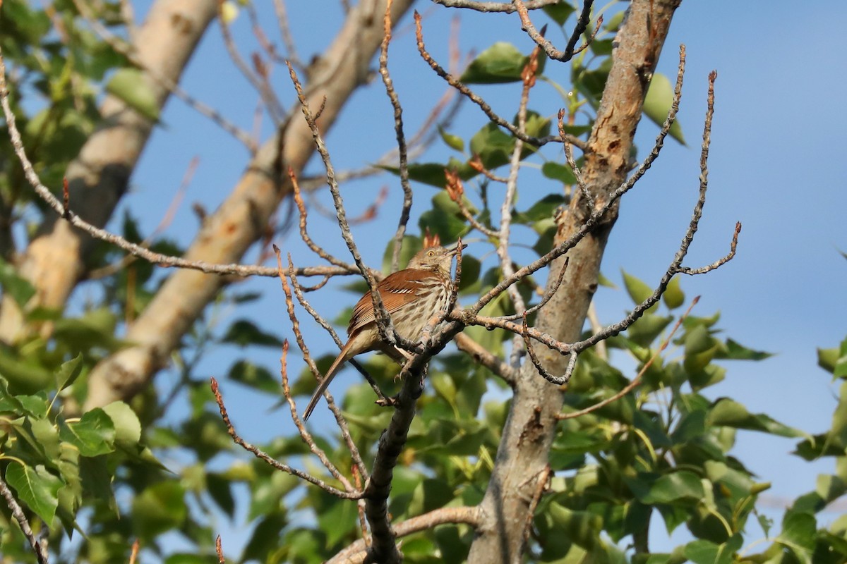 דשוש חום - ML645185967