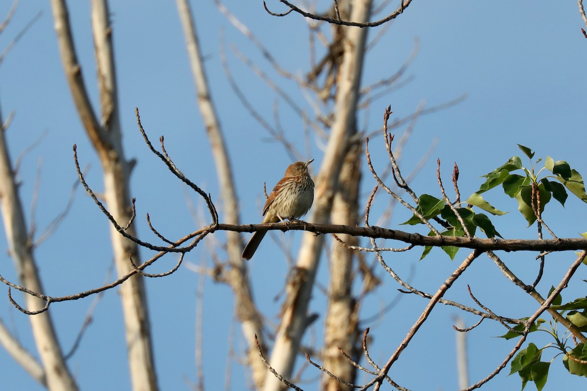 דשוש חום - ML645185968