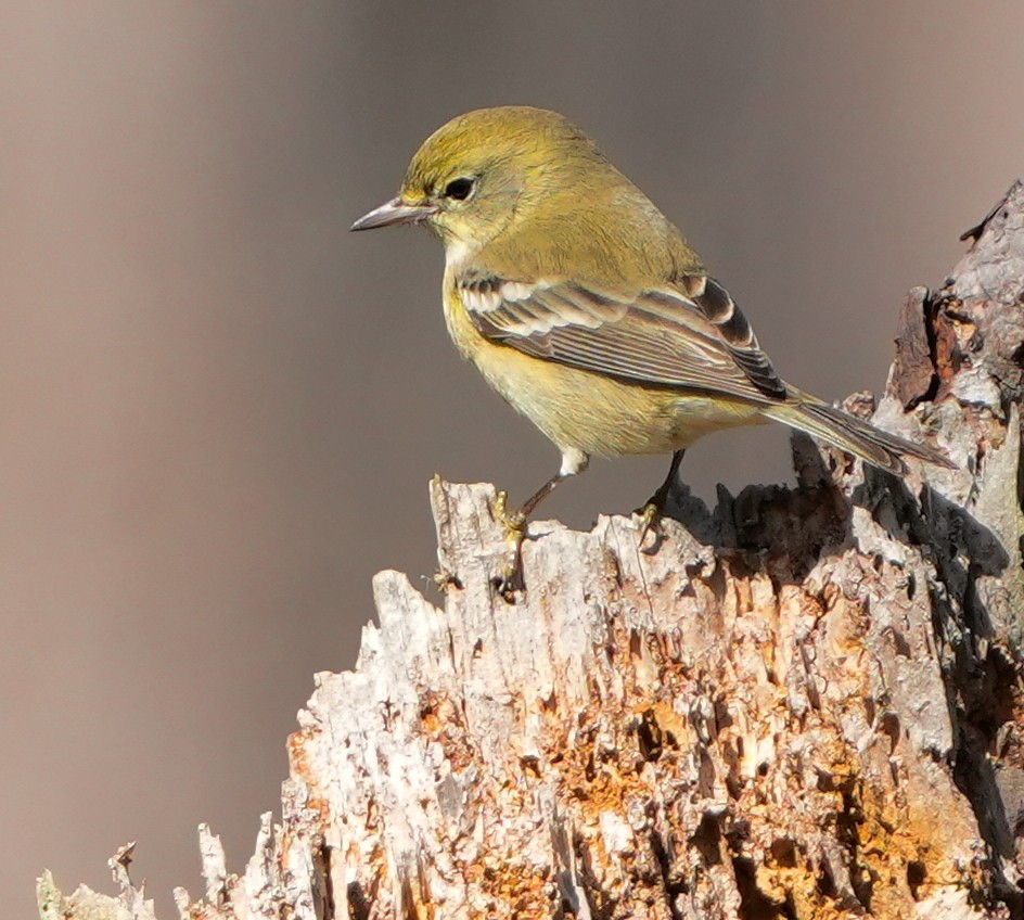 סבכון אורנים - ML645185973