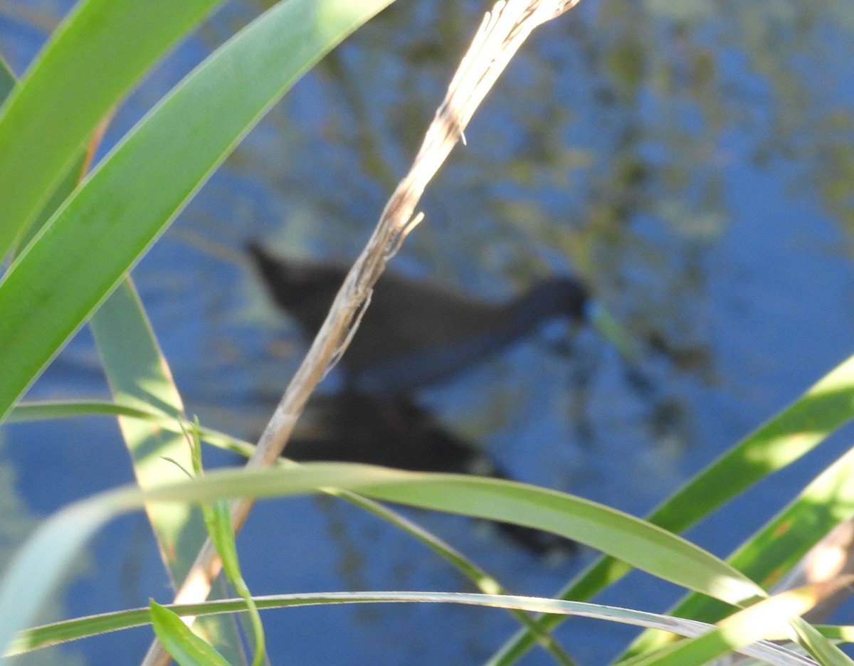 Kurşuni Sukılavuzu - ML645185974