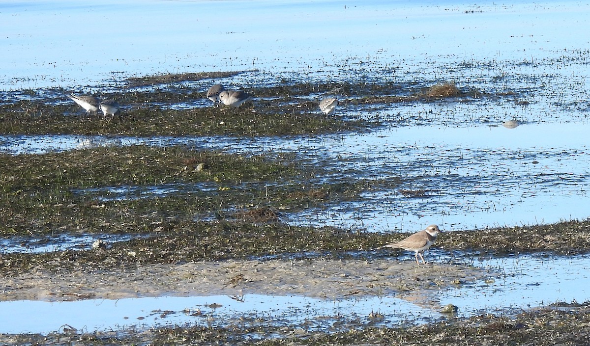 Semipalmated Plover - ML645185975