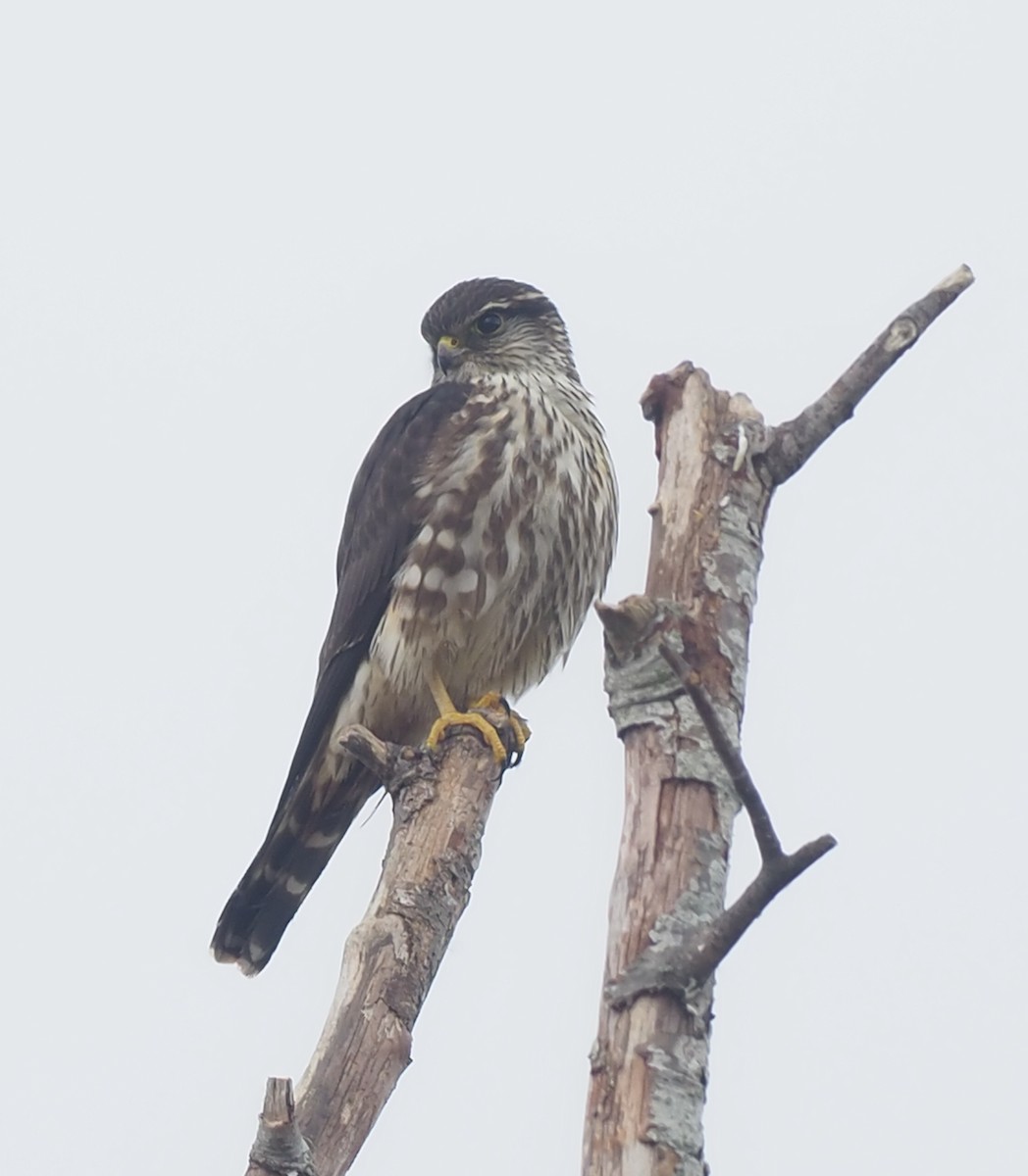 Merlin - ML645185977