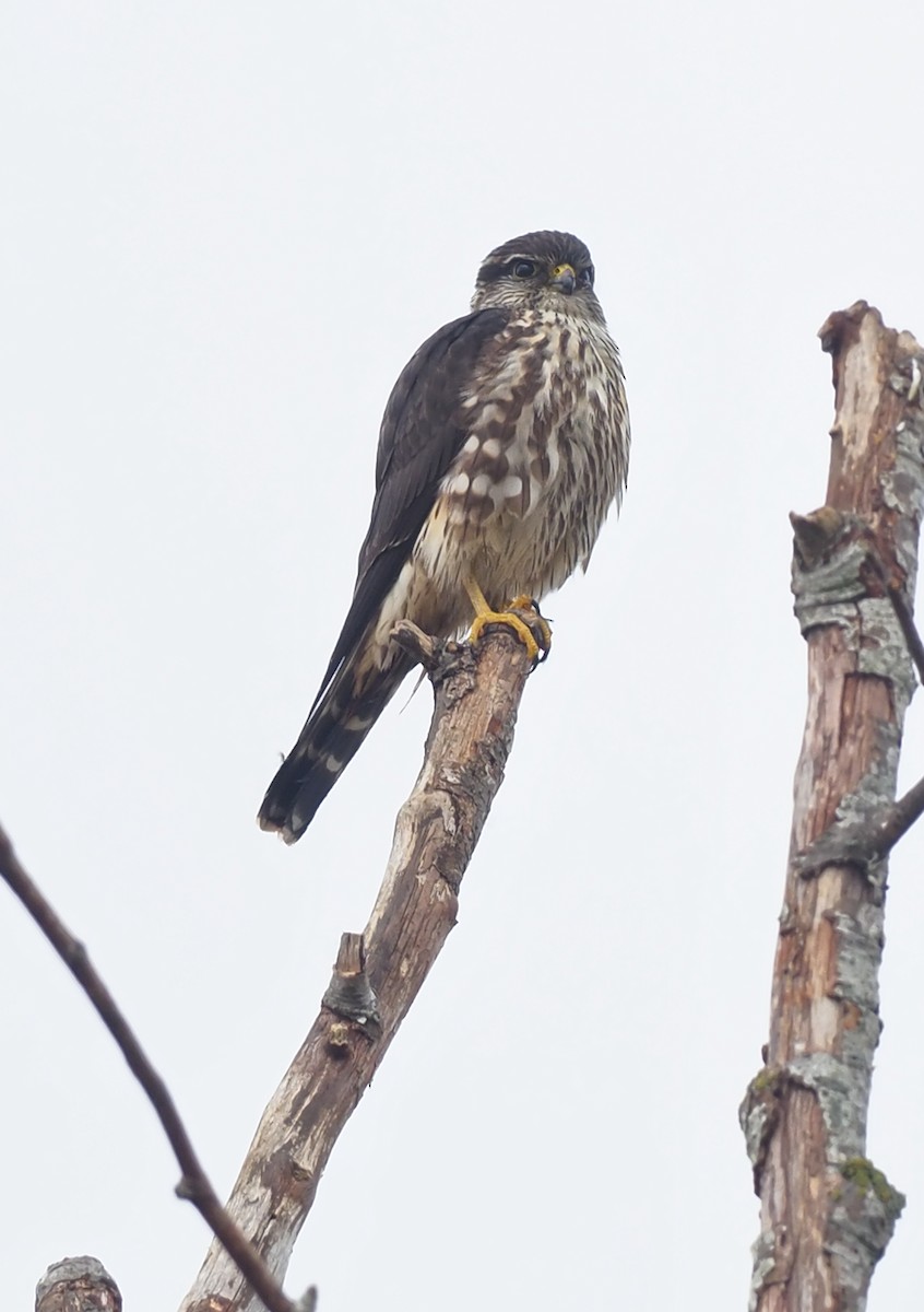 Merlin - ML645185979