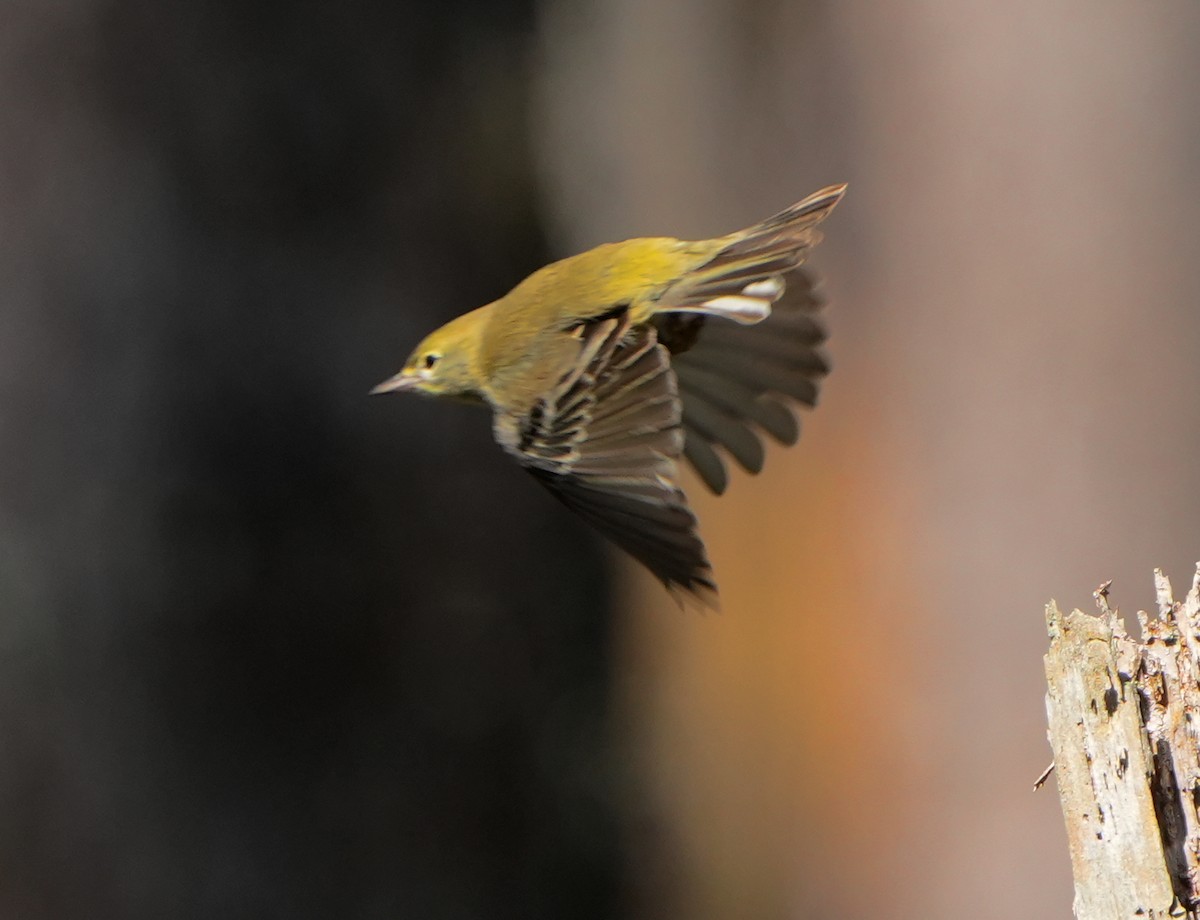 סבכון אורנים - ML645185980
