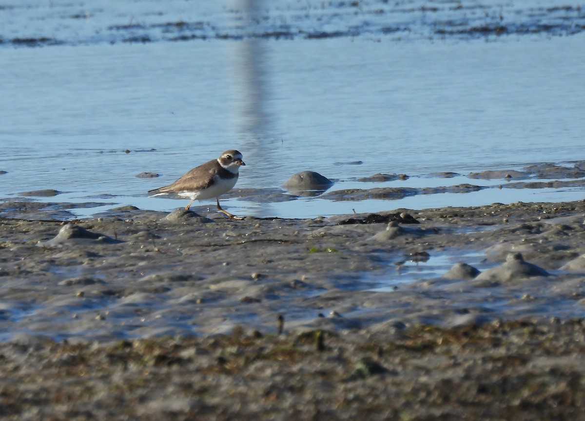 Semipalmated Plover - ML645185981