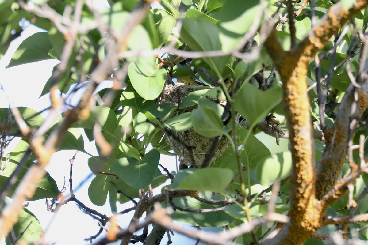 Northern Yellow Warbler - ML645185995